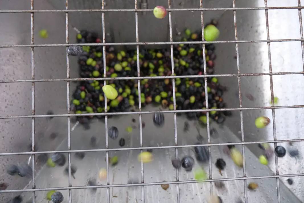 Alanya’da Zeytin Rekoltesi Yüzde 40 Düştü! 4